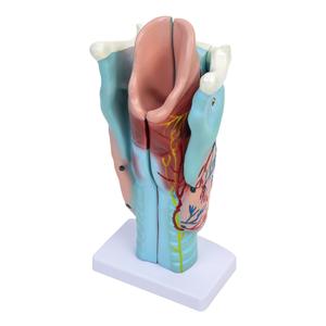 Модель гортани человека - 3D. Inna marka