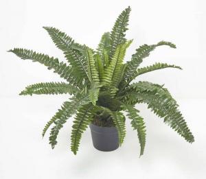 Декоративное растение Homescapes Nephrolepis Exaltata, 16x60x60 см, черный