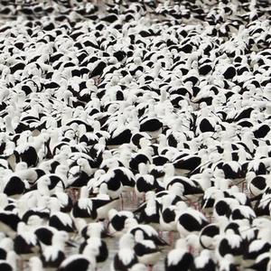 Виниловая пластинка LP Flood - Stella Donnelly