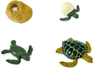 Сафари, жизненный цикл морской черепахи Safari