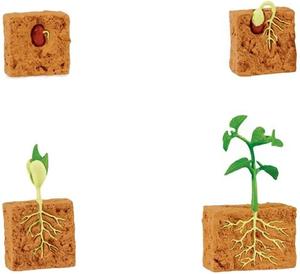 Сафари, жизненный цикл зеленой фасоли Safari