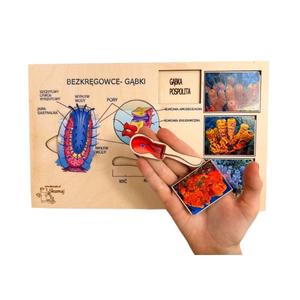 Губки, деревянный пазл, интересные факты о губках, биологическая помощь. Inna marka
