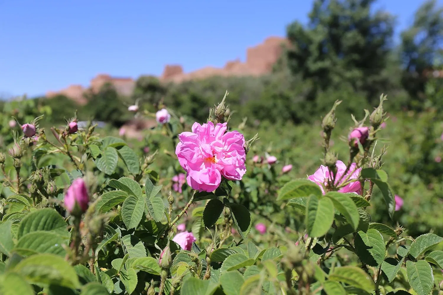 Набор Rose De Marrakech — Масел для снятия макияжа Deep Cleansing Oil 120 мл 2 шт — фото 2