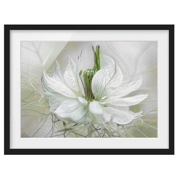 

Картина Bilderwelten Weiße Nigella II, белый