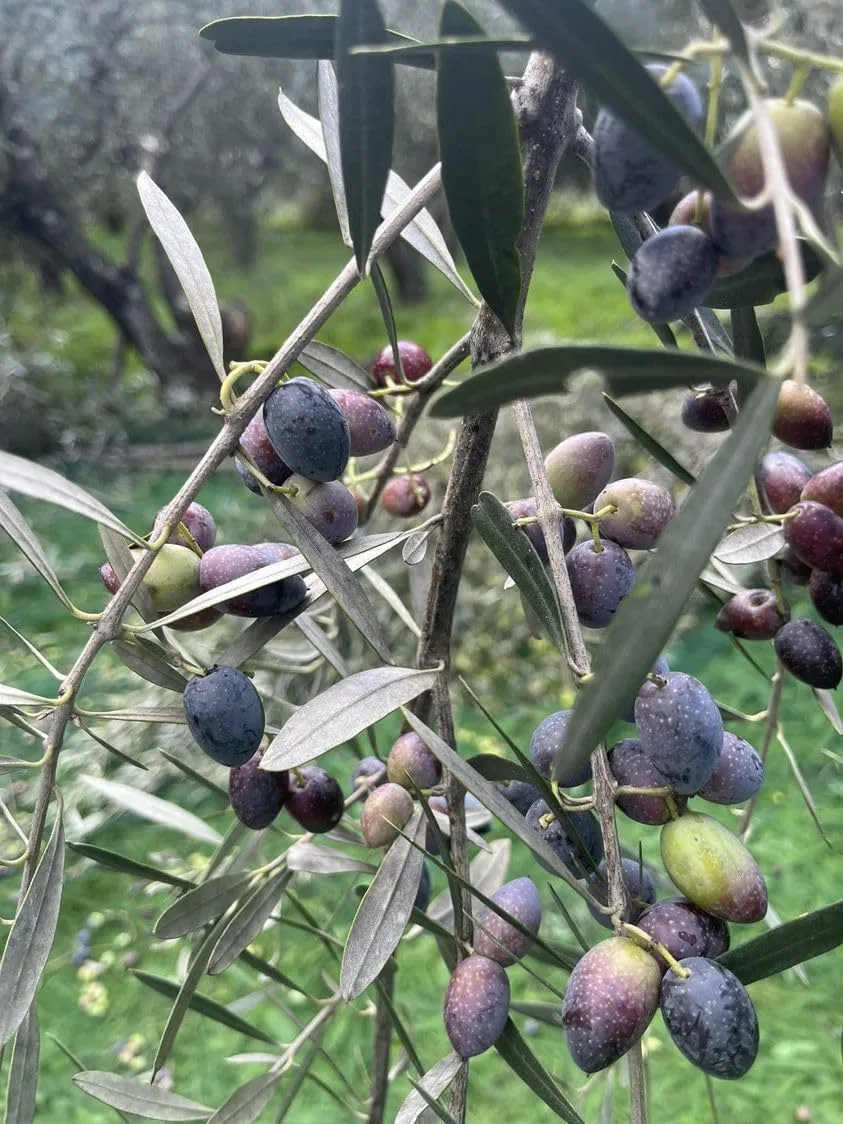 Гель для душа с алоэ вера Olive Spa — фото 2