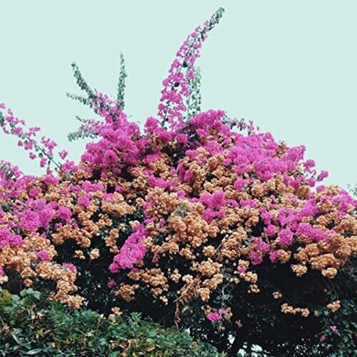 

Аудиокассета Jay Som: Turn Into