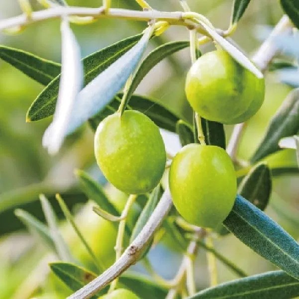 Масло для лица и тела Phytosqualane Libra 1000 мл Libra Natural Therapy — фото 2