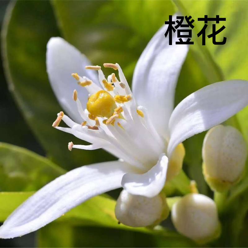 Парфюмерная вода унисекс Gucci Fiori di Neroli, 50 мл — фото 4