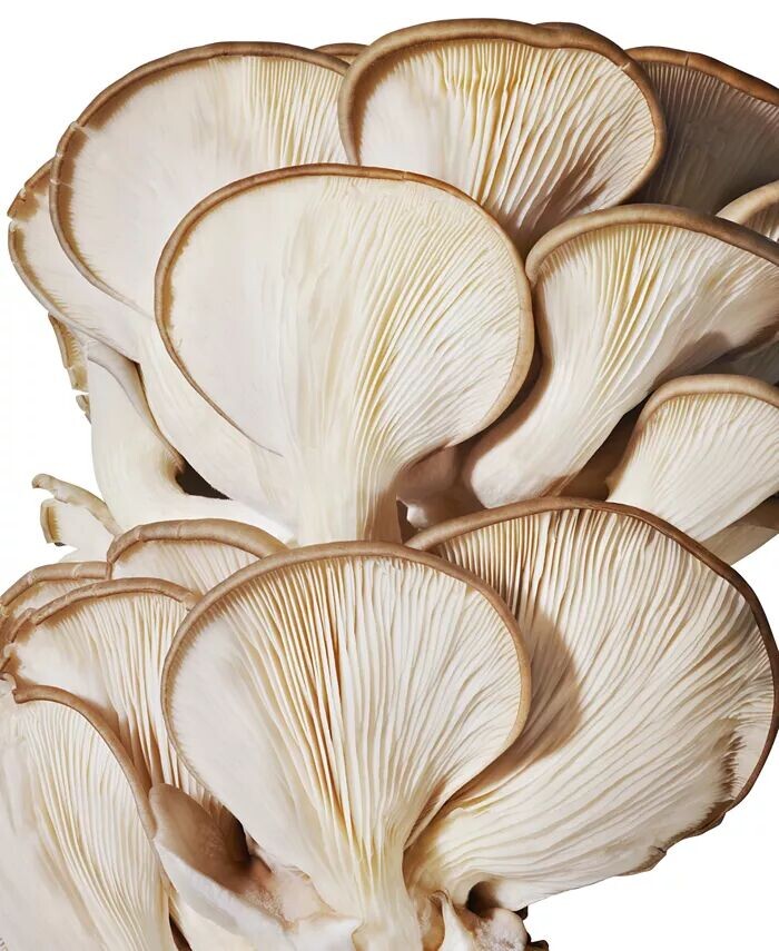 Доктор Эндрю Вейл для Origins Успокаивающий лечебный лосьон Mega-Mushroom Relief & Resilence, 6,7 унций — фото 3