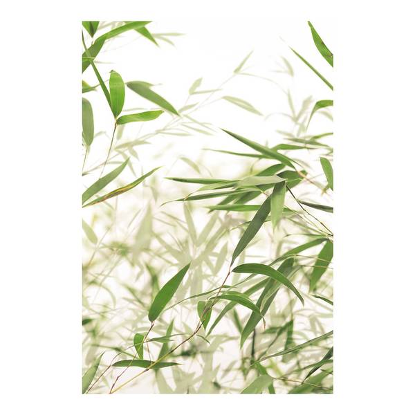 

Фреска Komar Bamboo Leaves цвет weiß/grün/braun