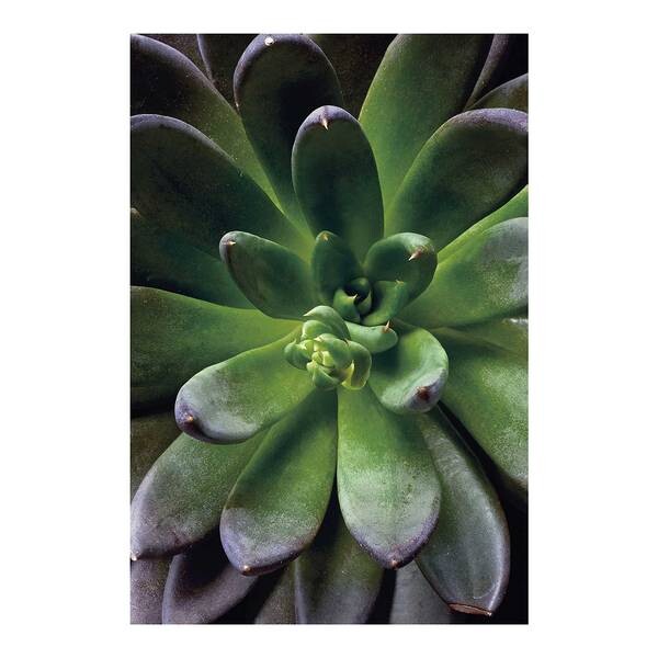 

Фреска Komar Succulent Single цвет grün/lilla