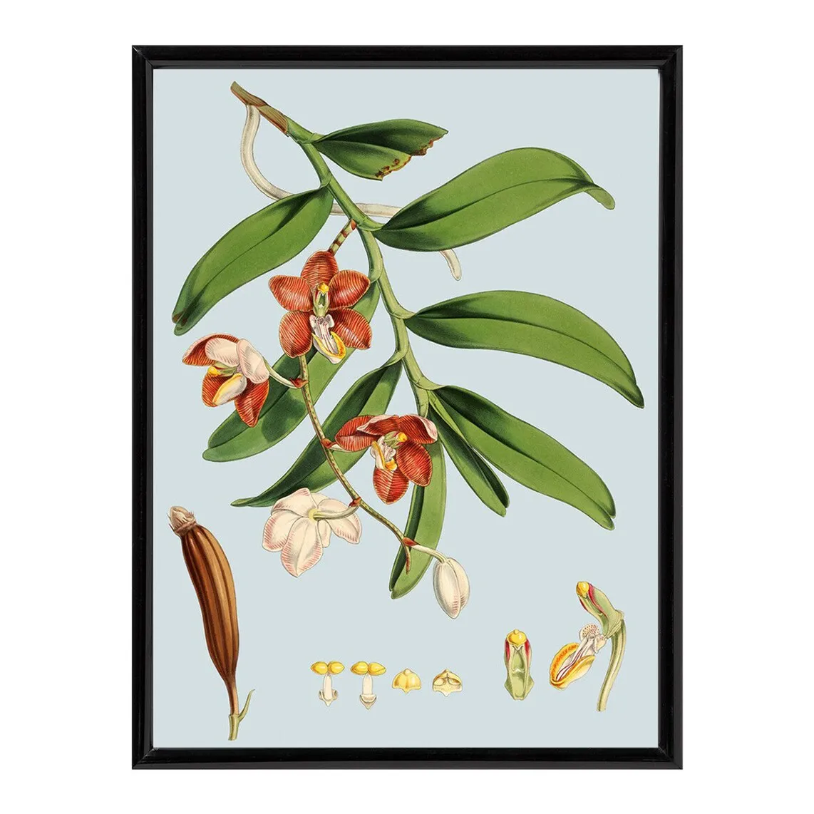 

Lam Orchids Flowers PSTR Studio Print + Frame - El Corte Inglés