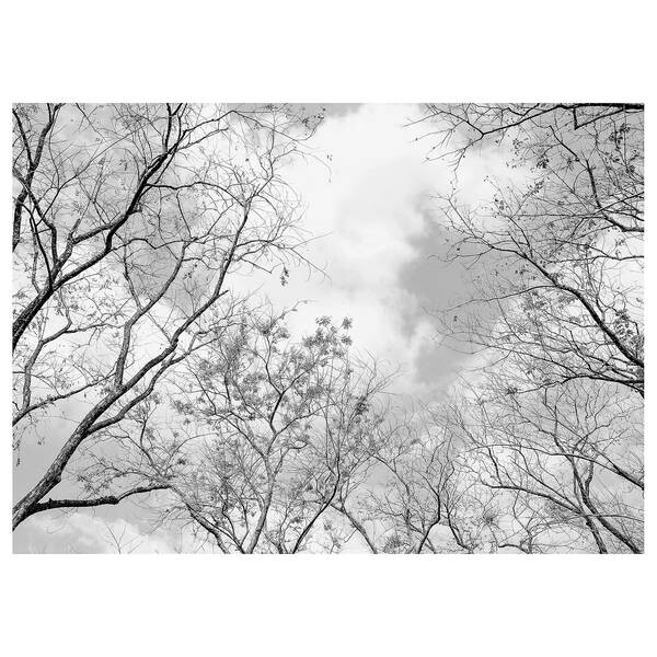 

Фреска A.S. Création Tree Tops цвет weiß /schwarz