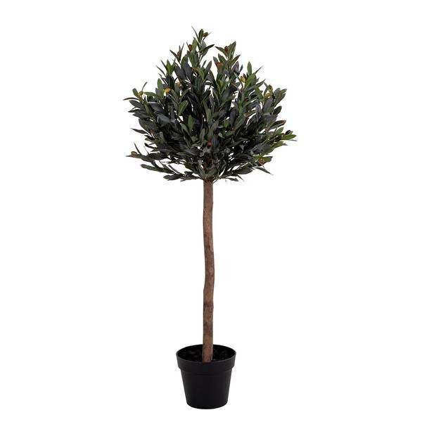 

Декоративное растение twentyfour Olivenbaum, зеленый