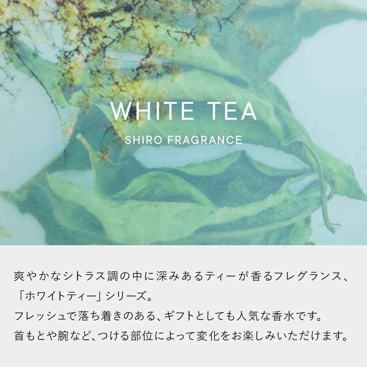 Набор для ухода за телом SHIRO White Tea: Мист для тела 100 мл + Молочко для тела 195 г с подарочным пакетом — фото 2