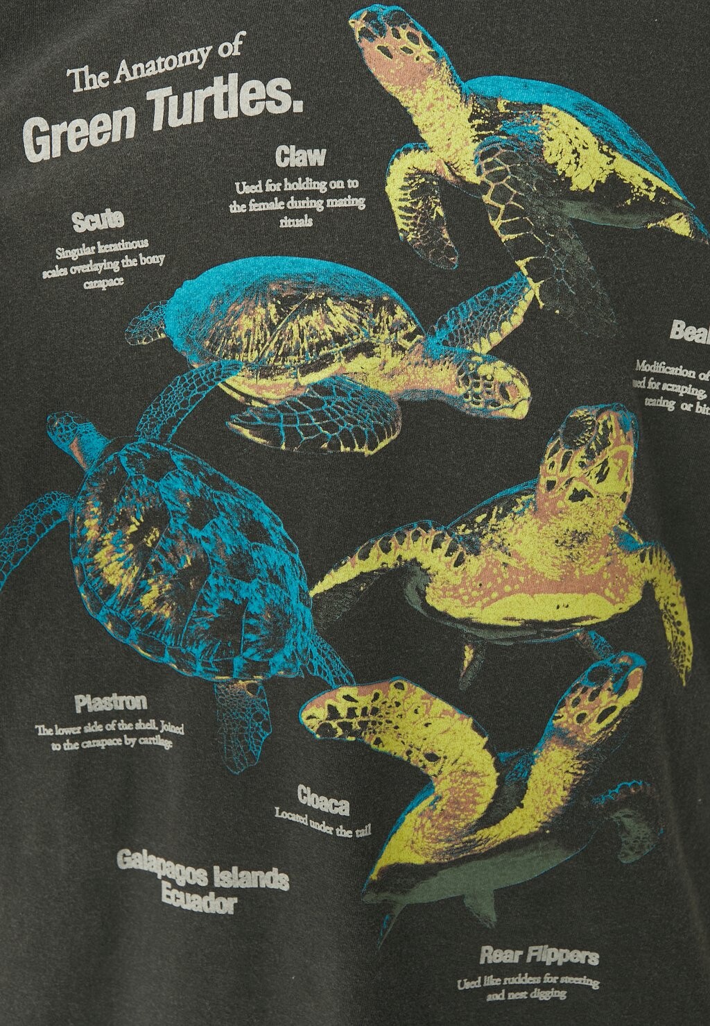 

Принт на футболке ANATOMY TURTLES TEE UNISEX BDG Urban Outfitters, черный