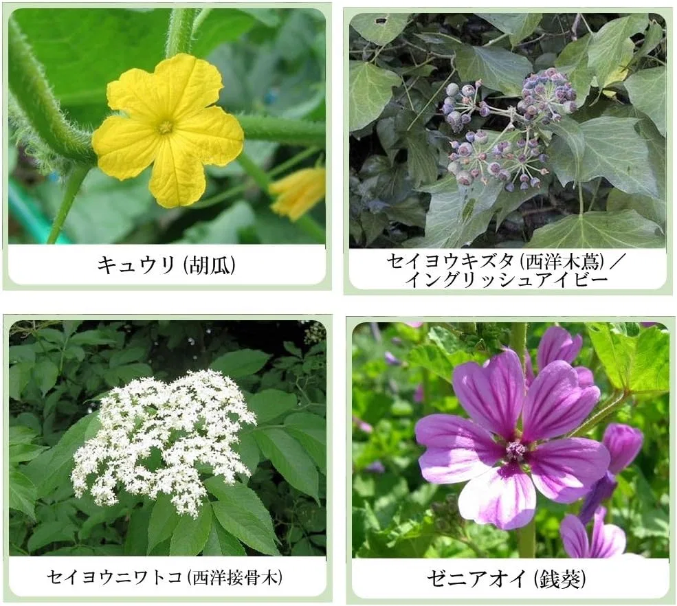 Набор косметики 3-в-1 Sikon Extract Japanese and Chinese Natural Basic Cosmetics, Meijian Kampo Research Institute, 3 предмета — фото 3