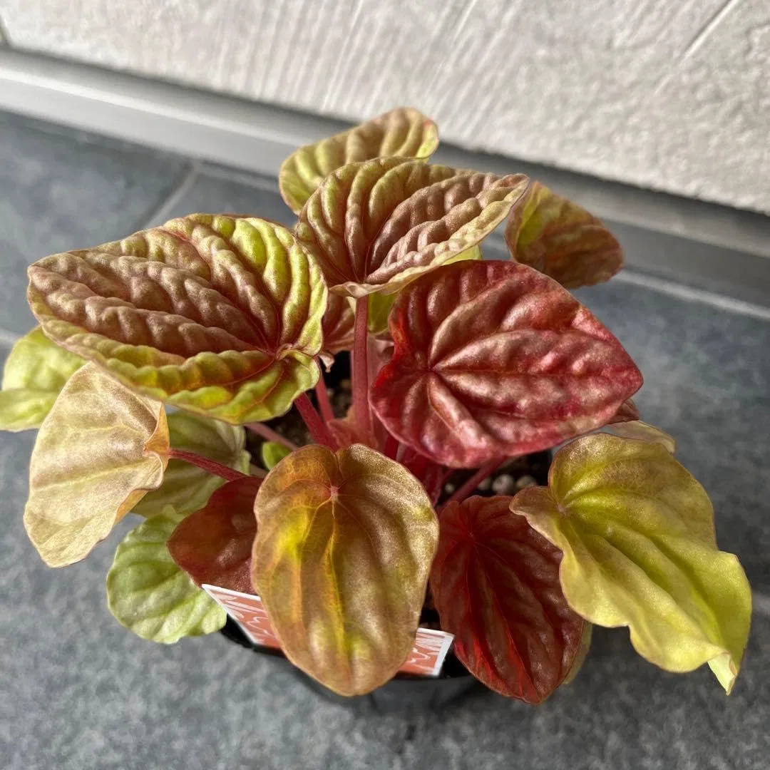 Набор для ухода за лицом Pepperomia Kit