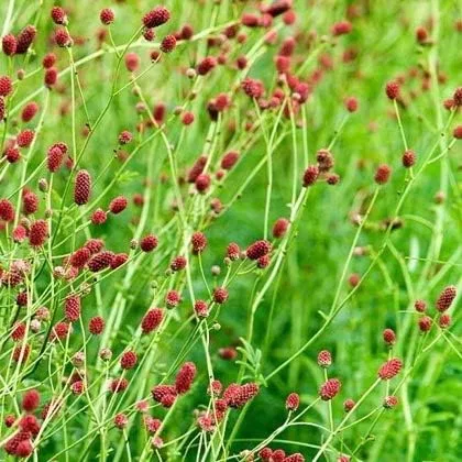 Сыворотка Japan Institute Of Kampo Medicine — Увлажняющая Weremono Kwex, 10 мл