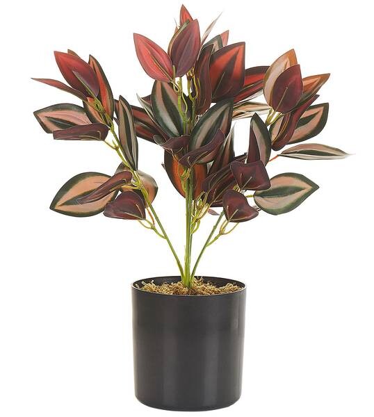 

Декоративное растение Beliani TRADESCANTIA цвет schwarz/grün/rot