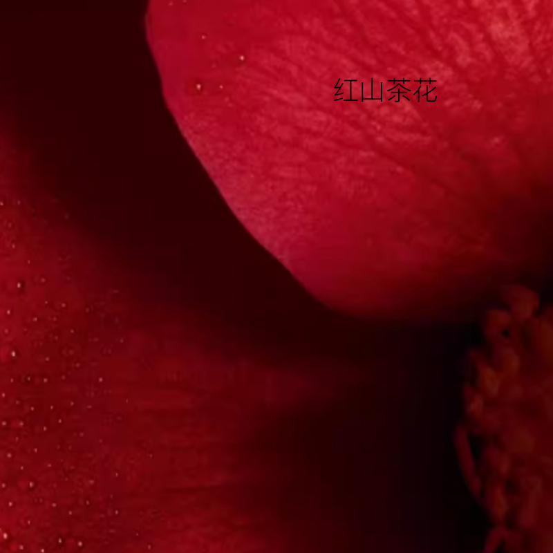 CHANEL Набор №1 red camellia star по уходу за кожей сыворотки для подтяжки увлажнения и оживления 30мл + крем-сыворотка для глаз 15мл + косметичка — фото 4
