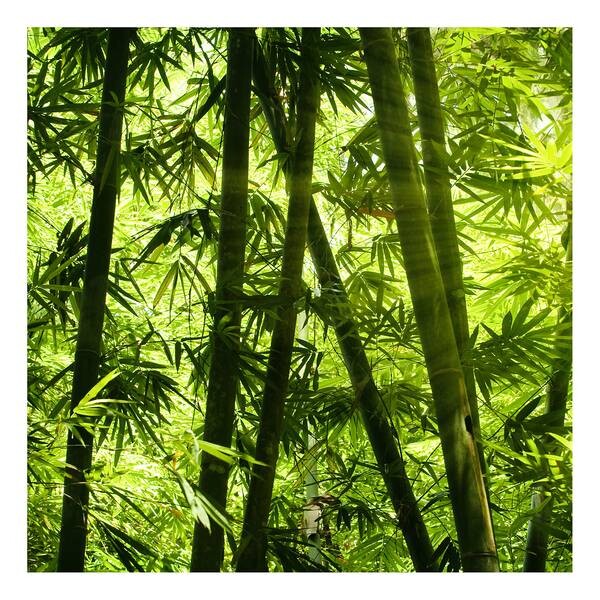 

Картина на холсте A.S. Création Bamboo Forest цвет grün/schwarz