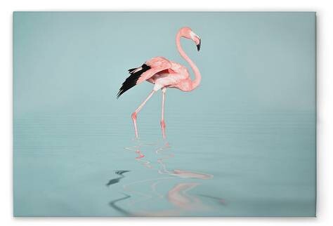 

Картина на холсте A.S. Création Flamingo Water цвет blaurosagrau