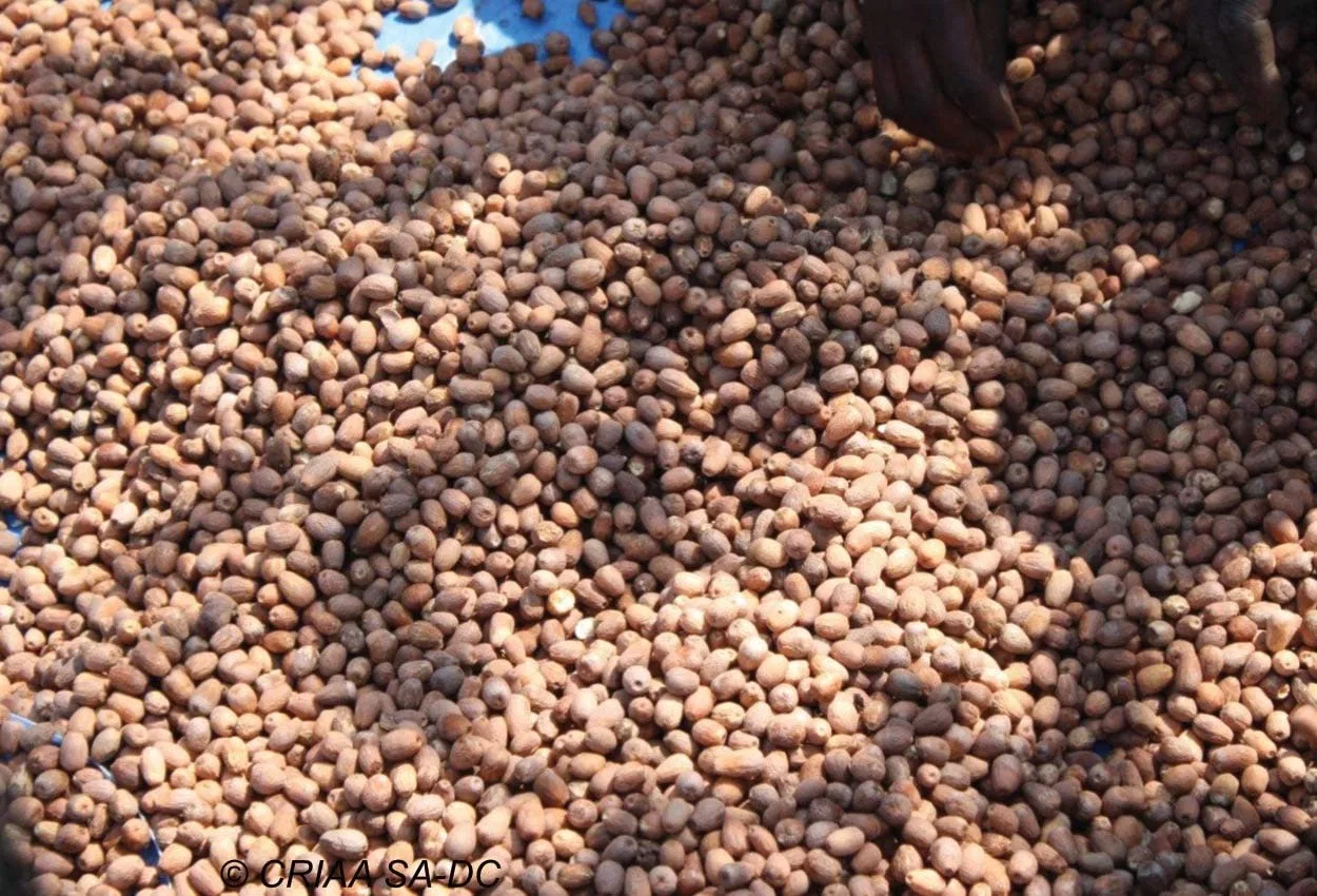 Масло ксимении 100% чистое холодного отжима для косметики Namibian Naturals — фото 4