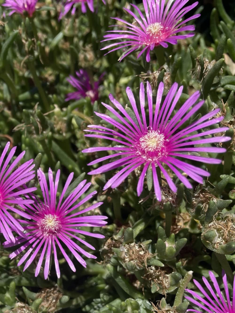 

Nerdy Sketch Book, 300 pages , 825”x11” (Lampranthus Spectabilis Hard Cover): Flower Description: Mesembryanthemum (meaning “midday flowering”) is a ... plants indigenous to southern Africa (Independently published)