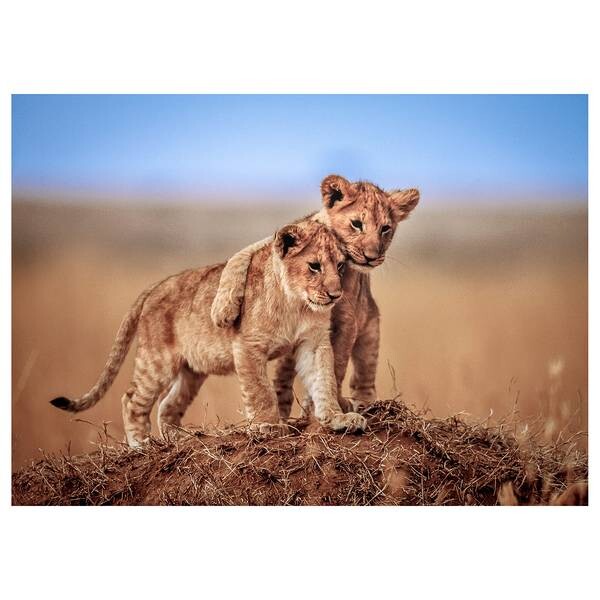 

Картина на холсте A.S. Création Tiere Brothers Löwen Afrika, синий/зеленый