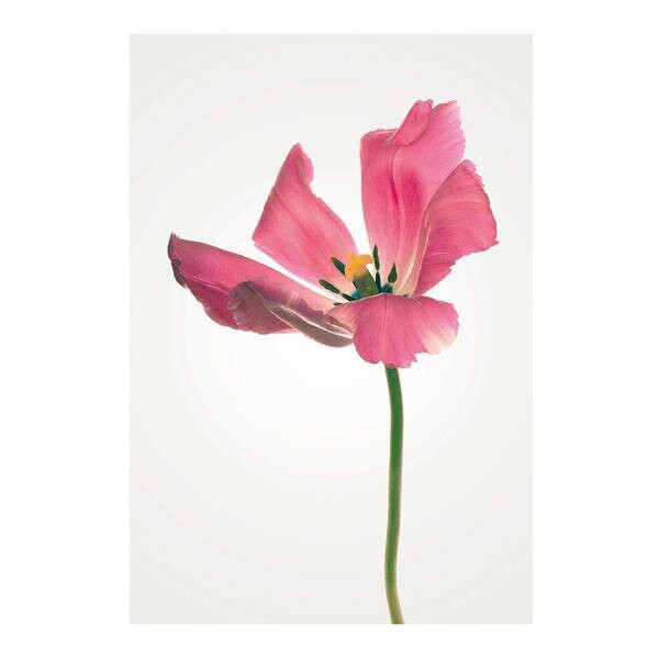 

Фреска Komar Tulip цвет rosa/grün/gelb