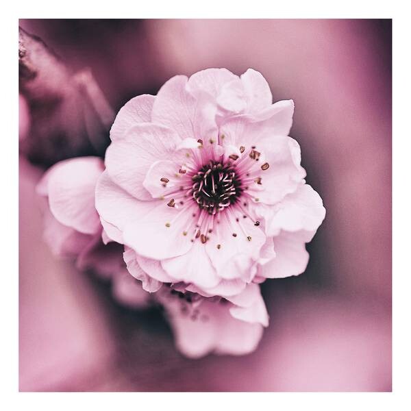 

Картина на холсте A.S. Création Flowerage, розовый