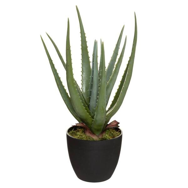 

Декоративное растение Atmosphera Créateur d'intérieur Aloe Vera ALOE, зеленый