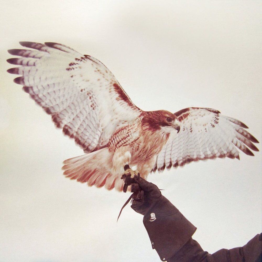 

Виниловая пластинка LP Wild Birds - Jm Airis