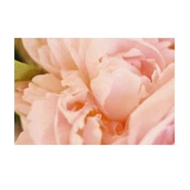 Одеколон Jo Malone London Peony And Blush Suede, 100 мл — фото 4