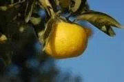 Маска для лица Yamamoto Farm — Konnyaku Puff Wanoki Yuzu N — фото 3
