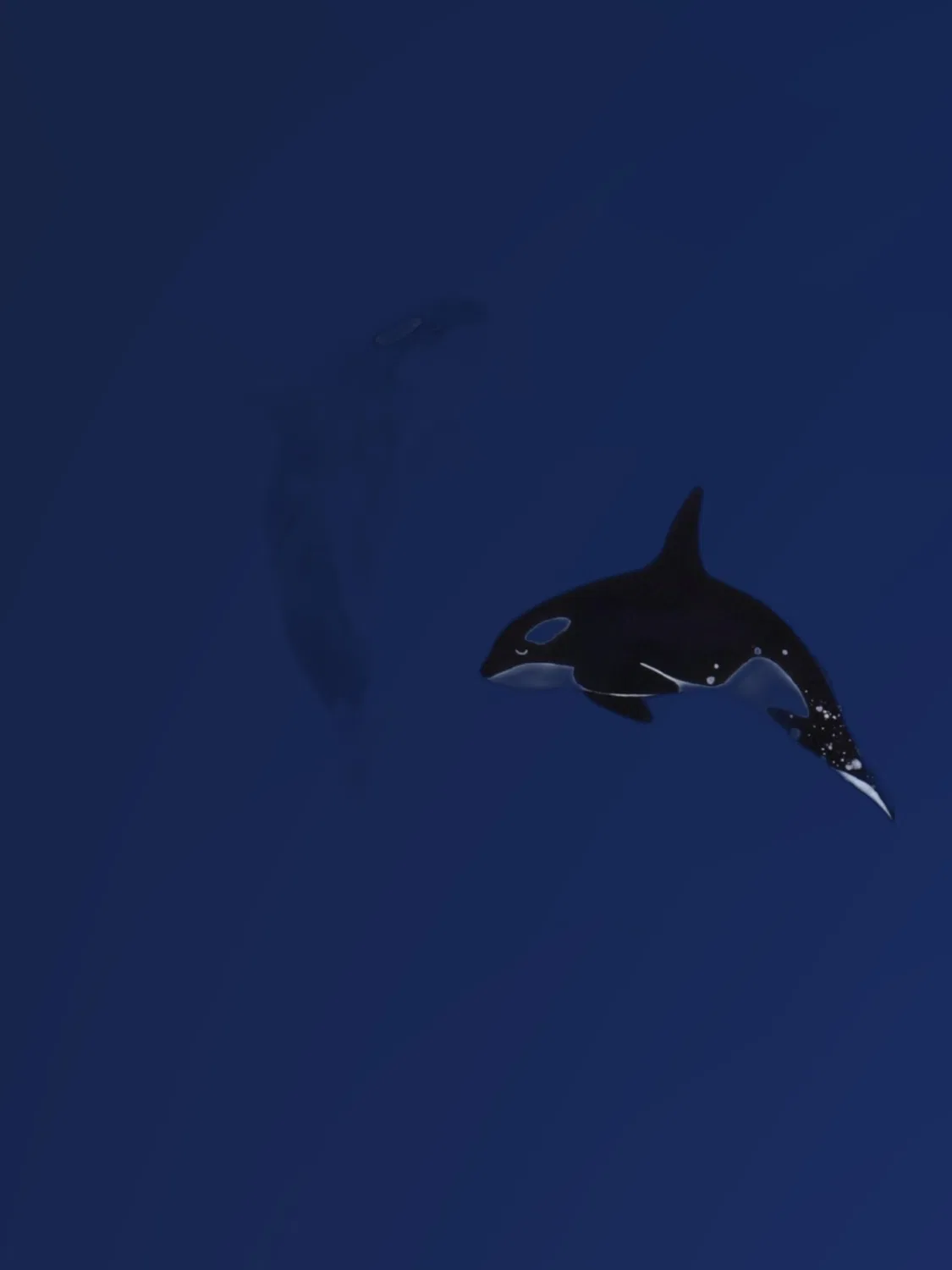 Футболка Walkiddy Playful Orcas Shirt темно-синего цвета — фото 2