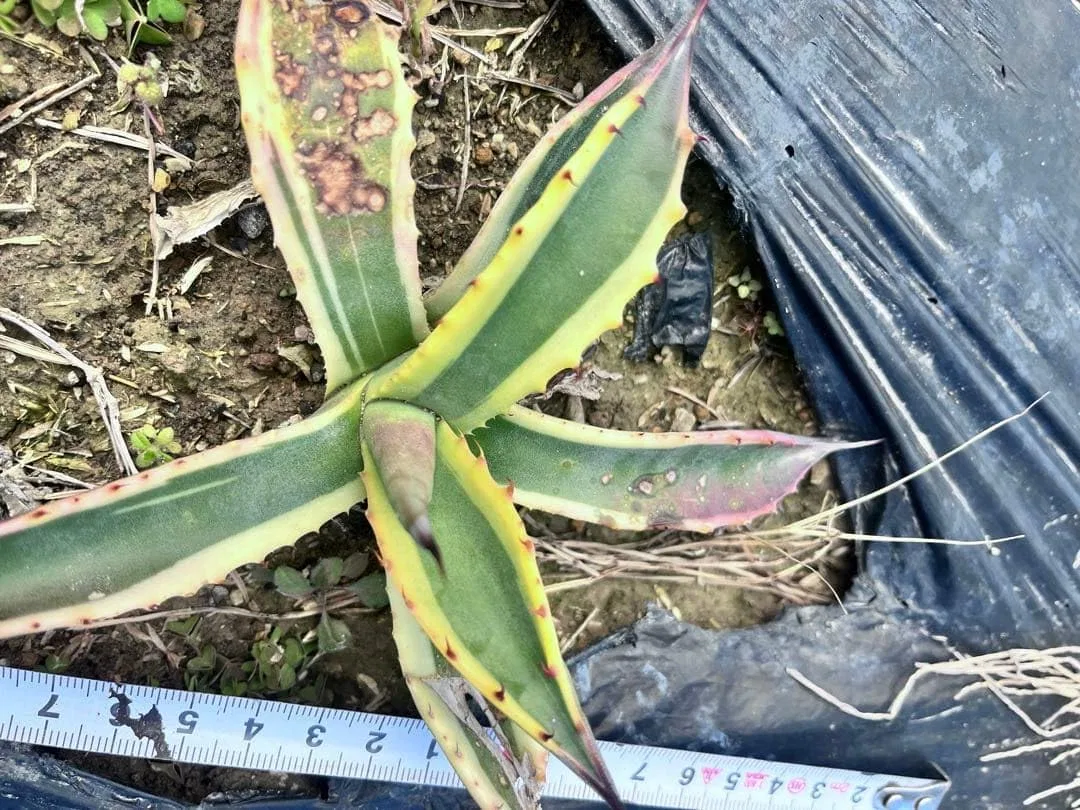 Баттер для тела Agabe Pherox Butter Finger Plant — фото 2
