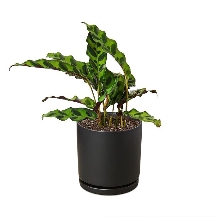 

Калатея в горшке черного цилиндра House Plant Shop, черный