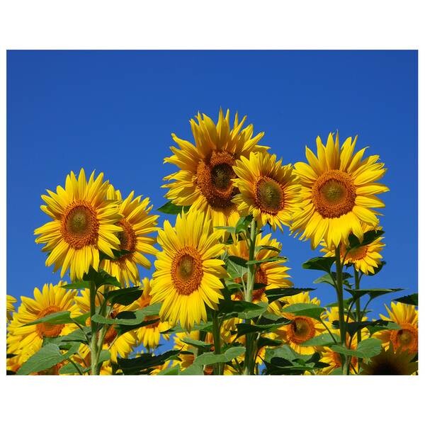 

Картина на холсте LegendArte Sonnenblumen, многоцветный