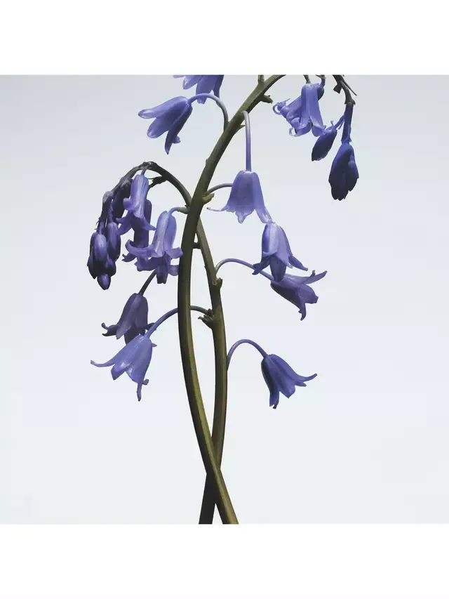 Гель для душа и рук Wild Bluebell Jo Malone London — фото 3