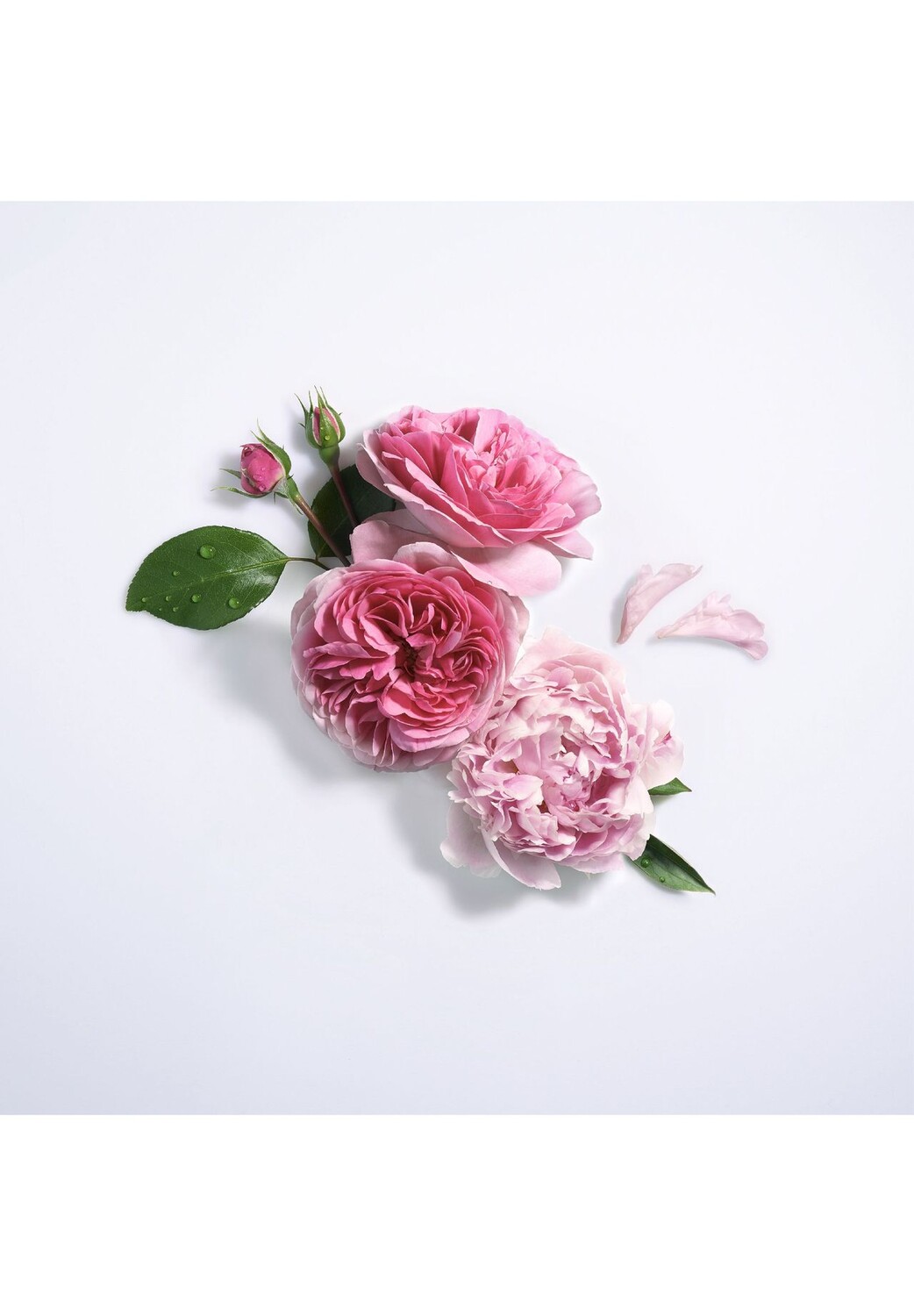 Роза пиония, парфюмерная вода 100ml LANCÔME — фото 4