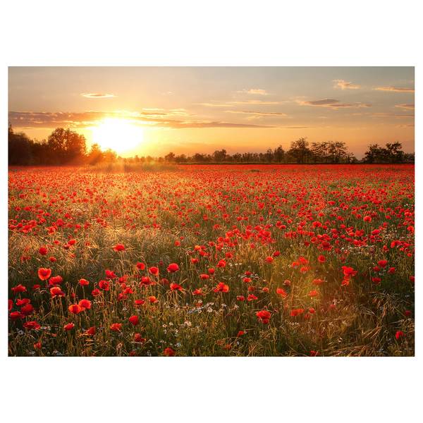 

Картина на холсте A.S. Création Poppy Field цвет rot/orange