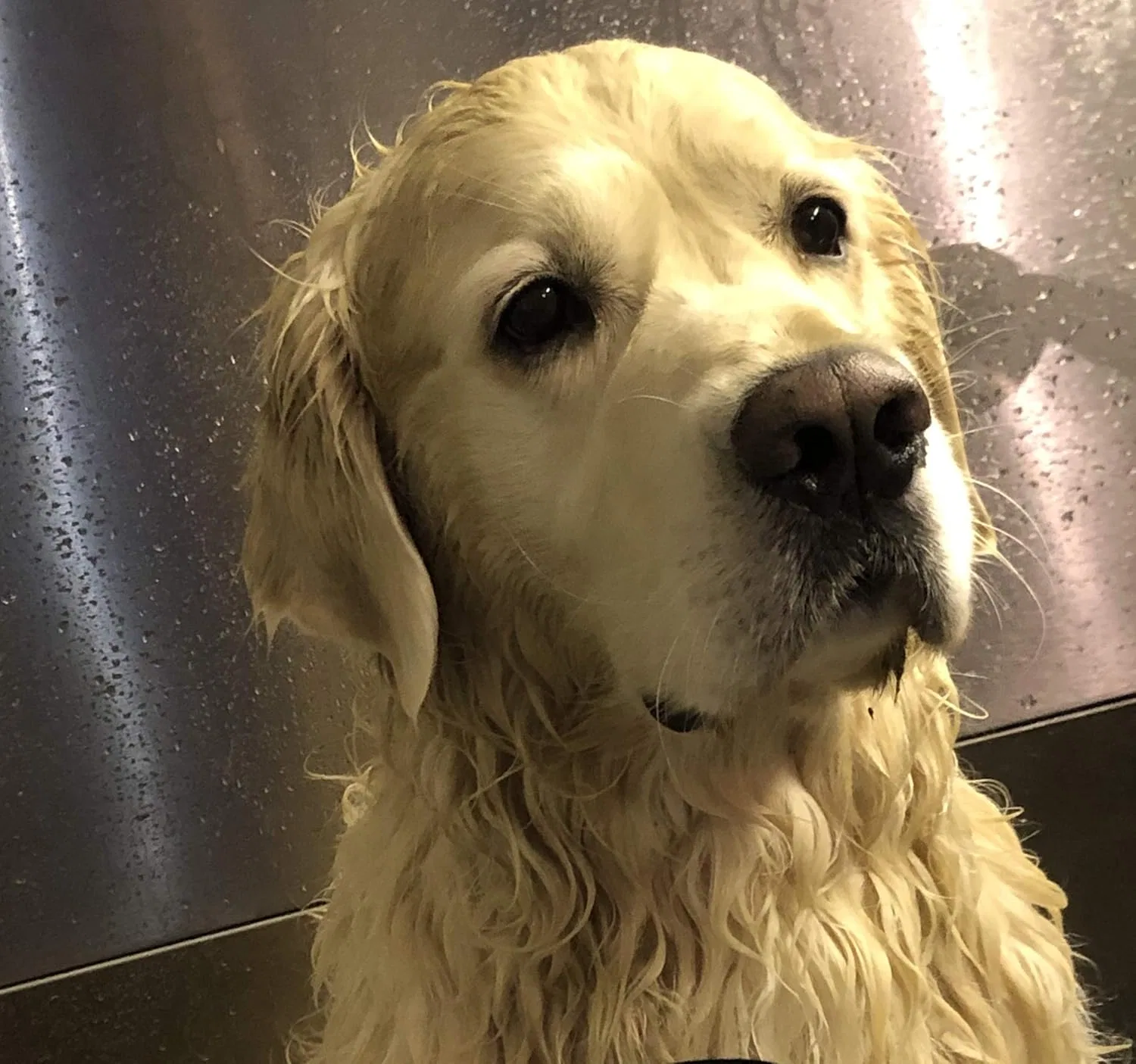 Кондиционер для шерсти собак «Wonder Butter» от Dogmoments Dog Moments — фото 2