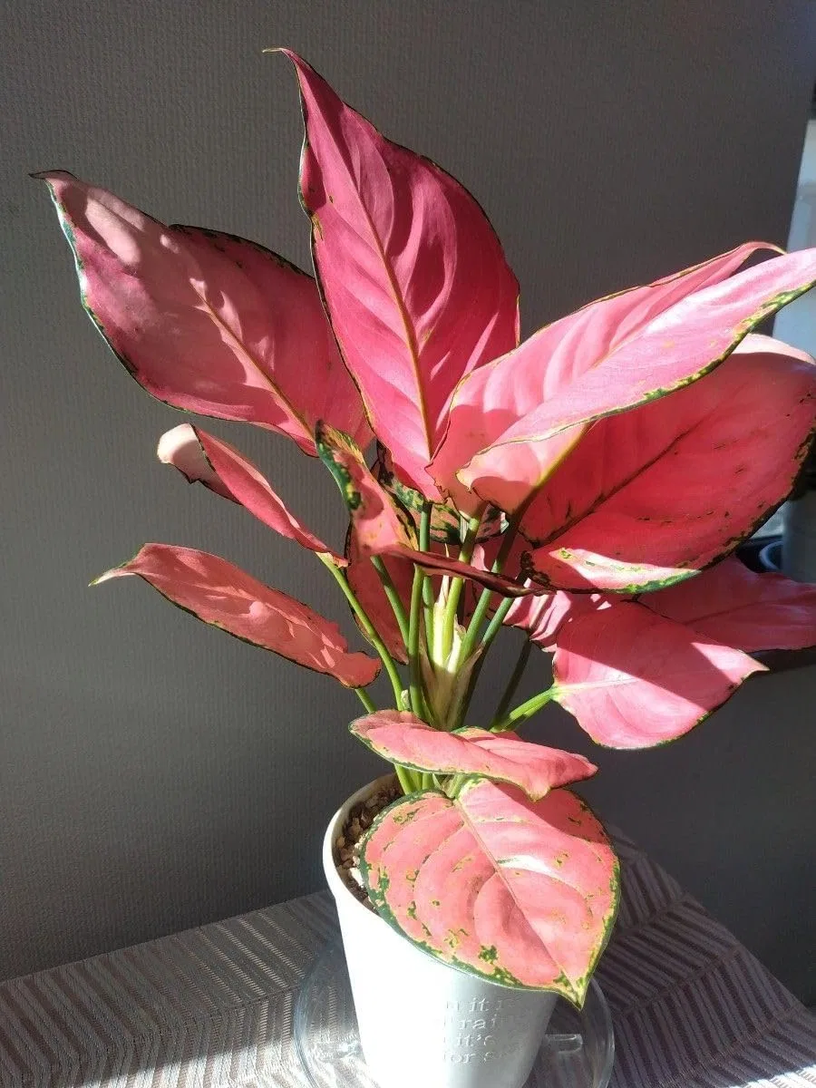 Губная помада Agraonema Pink Beauty