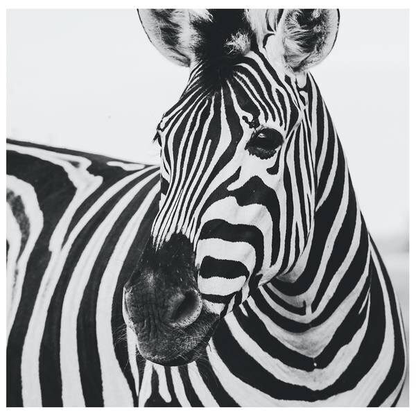 

Картина на холсте LegendArte Schnauze des Zebras, серый