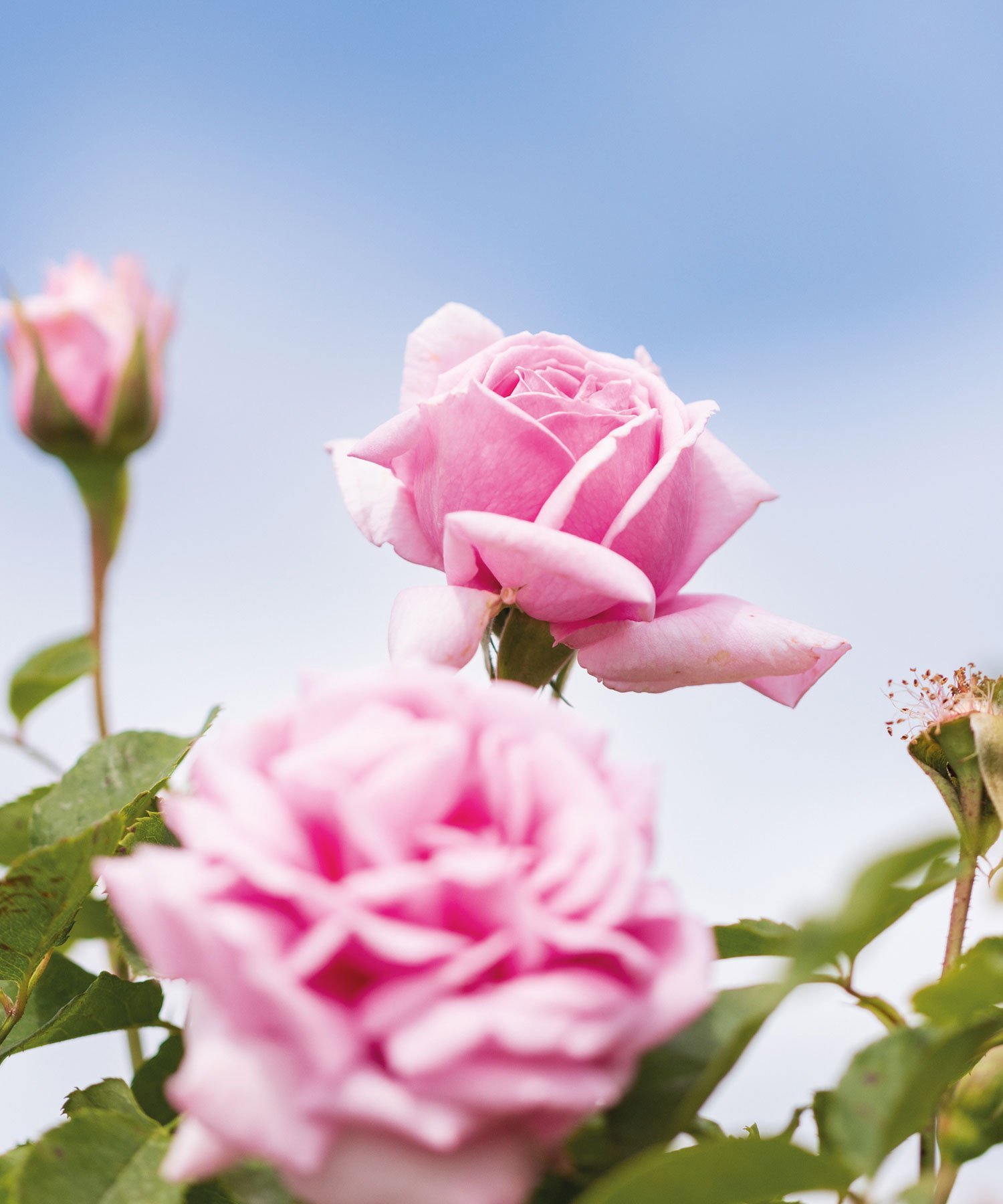 Julieq Rose Iconic Duo N Jurlique, - — фото 3