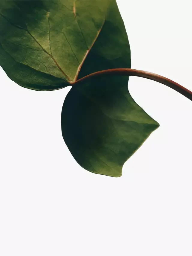 Лосьон для тела Ivy, 360 мл LOEWE — фото 3