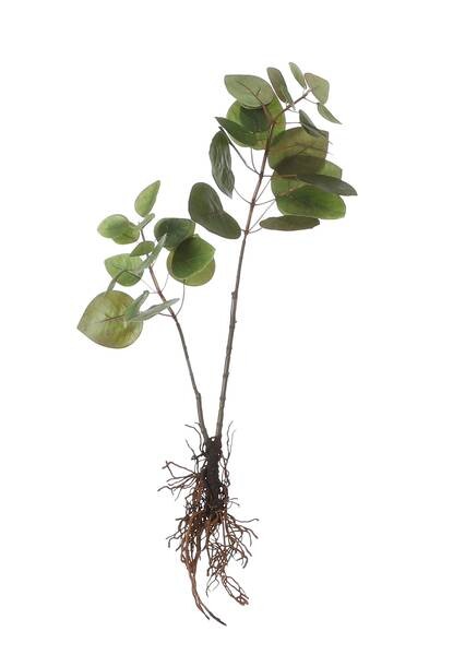 

Декоративное растение Mica Decorations Eukalyptus, зеленый