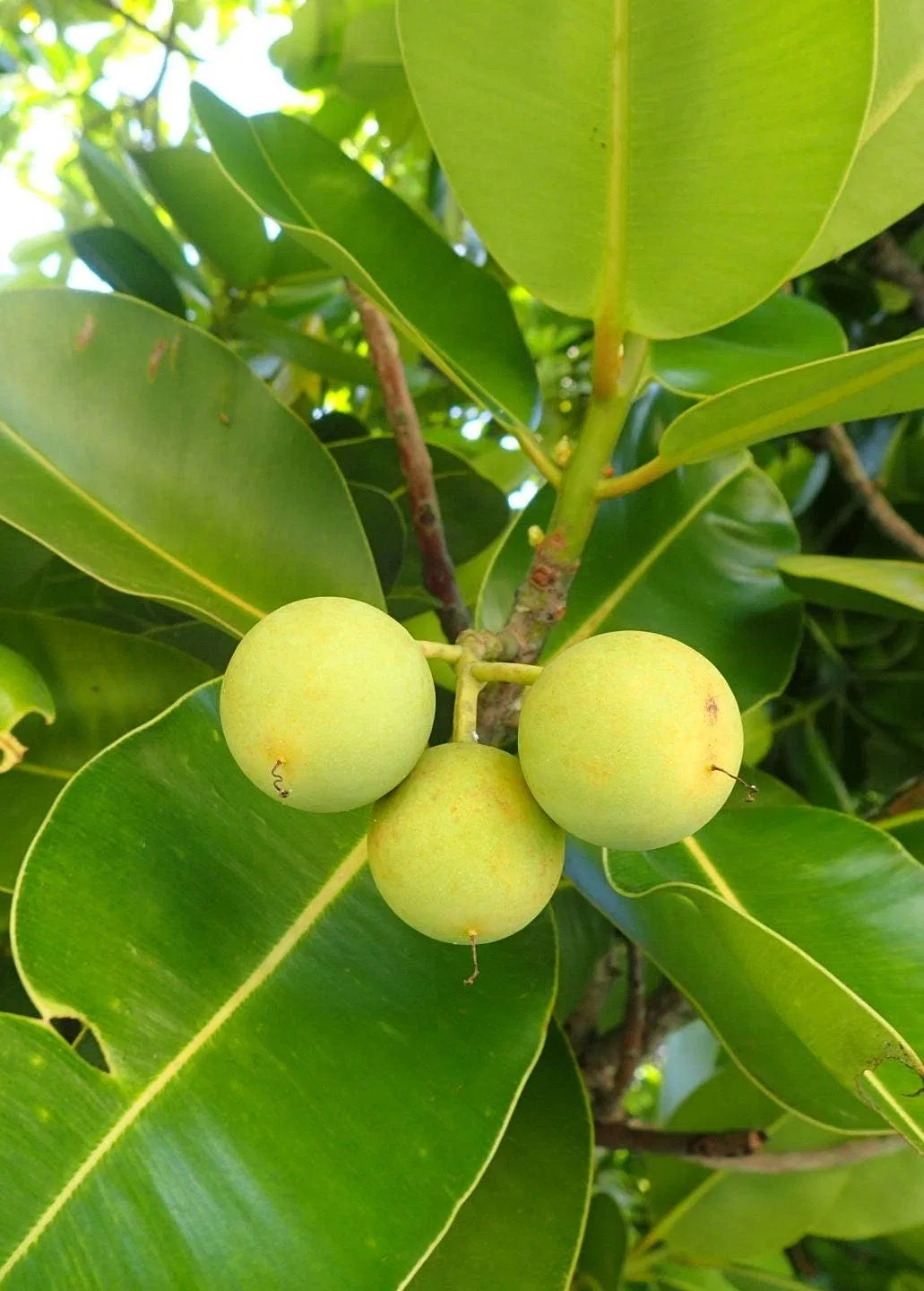 Масло для лица Nauhiaherb Ishigakijima Tamanu Oil 30 мл — фото 2